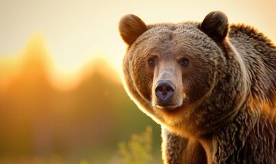 Fototapeta premium Close-up of majestic bear in natural habitat at sunrise, surrounded by soft, golden light. Perfect for wildlife and nature-themed projects.