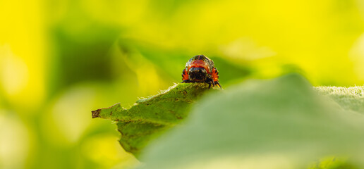 Naklejka premium Colorado Potato Beetle Larva on Green Leaf in Sunlight