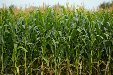 Obraz premium Large corn field.