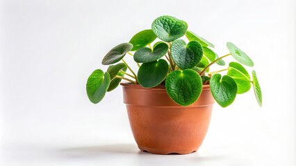Pilea plant in a pot on white background, houseplant, plant, pot, indoor, green, leaves, nature, botanical, succulent