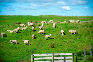 Obraz premium Sheep Pasture in Manawatu-Whanganui Region - New Zealand