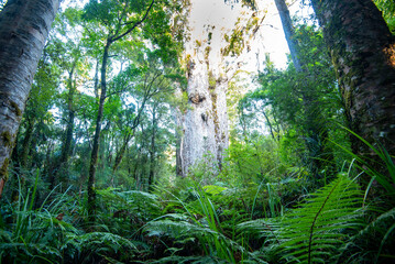 Fototapeta premium 'Te Matua Ngahere' Kauri Tree - New Zealand