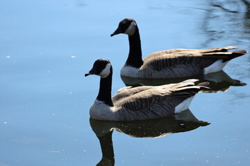 two Canada geese reflected in placid water under blue skies