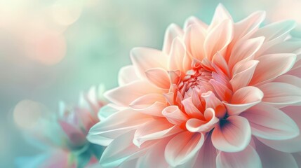 romantic softfocus dahlia bloom in pastel hues dreamy valentines day aesthetics