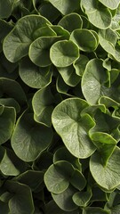Fototapeta premium a closeup of a textured plants surface the surface is background