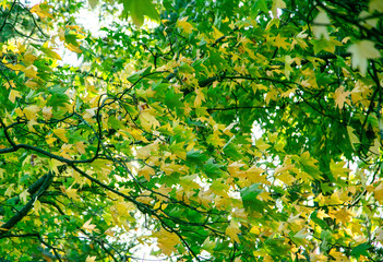 Maple leaves in Botanical Gardens Auburn NSW