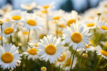 Fototapeta premium Close-up of vibrant daisies in a sun-drenched field, capturing the essence of spring