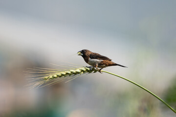 White-rumped Munia (Lonchura striata) is eating wheat cereals with a clear background shot.
