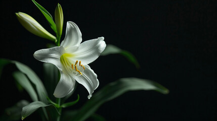 Easter lily growing from bottom left corner, rest of frame empty