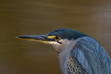 Striated heron