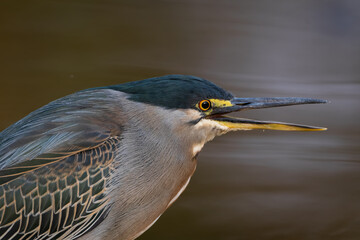 great blue heron