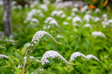 mountains near Franklin, NC