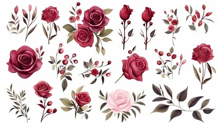 Fototapeta premium Watercolor elements set collection of red rose garden, burgundy flowers, leaves, branches, botanical illustration isolated on white background