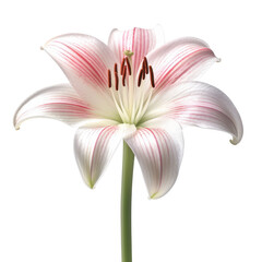 Fototapeta premium Pink lily isolate on transparent png.
