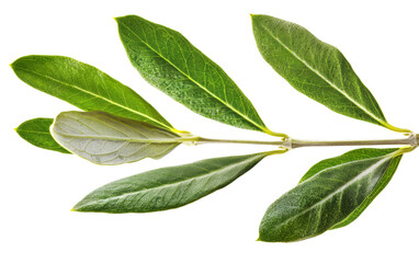 Fototapeta premium An olive leaf against a transparent background without any shadow.