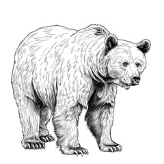 A realistic line art style image of a bear on a white background
