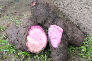 Closeup of Dioscorea alata or ube or purple yam root crop.