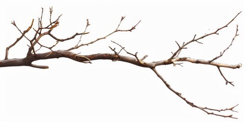 High-Resolution AI-Generated Isolated Dry Tree Branch on White Background, Featuring Artistic and Aesthetic Botanical Elements and Themes of Solitude