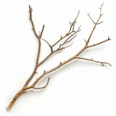 Fototapeta premium High-Resolution AI-Generated Isolated Dry Tree Branch on White Background, Featuring Artistic and Aesthetic Botanical Elements and Themes of Solitude