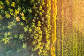 Summer field and forest in the morning at dawn in warm sunlight. Aerial view
