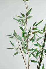 Fototapeta premium A tall bamboo plant with long, slender leaves. The plant is growing in a pot and has a green stem.