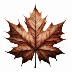 Fototapeta premium Isolated dry maple leaf with autumn colors on white background