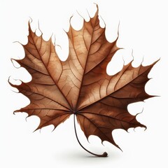 Fototapeta premium Autumn dry maple leaf with vibrant colors of brown isolated on white background