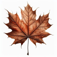 Obraz premium Autumn dry maple leaf with vibrant colors of brown isolated on white