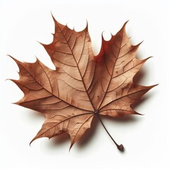 Obraz premium Autumn dry maple leaf with vibrant colors of brown isolated on white