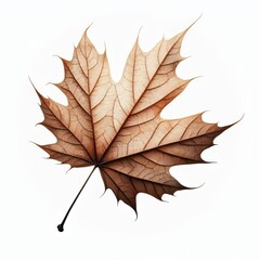 Autumn dry maple leaf with vibrant colors of brown isolated on white background