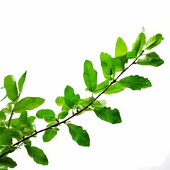 Obraz premium Green tree branch on white background, AI Generated