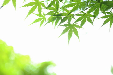 かえでの青葉のクローズアップ　白背景