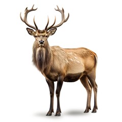 Fototapeta premium deer isolated on white background