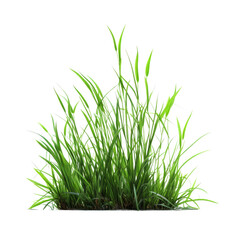 Green grass isolate on transparent png.
