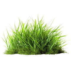 Green grass isolate on transparent png.
