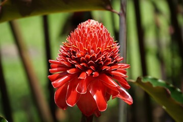 Torch Ginger flower