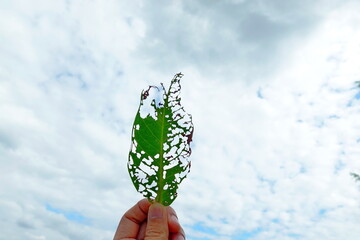 A hole in a leaf caused by insects, holding the leaf up to the sky