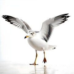 Obraz premium seagull in flight, seagull on white background, seagull isolated on white