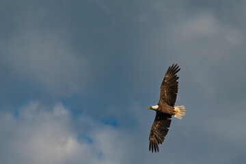 bald eagle in flight
