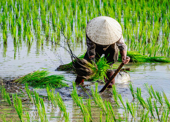 A woman is shaking mud off rice roots to prepare to plant new rice in a wet rice field in Binh Thuan province, Vietnam.