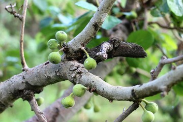 unripen fruit of fig ( anjeer) in the mountain of india