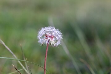 a flower of common dandelion in the green