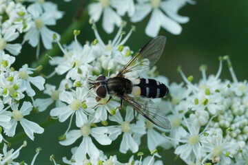 Closeup on an uncommon Dark-saddled Leucozona laternaria hoverfly on a white flower in the Austrian alps
