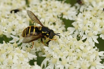 Closeup on he Northern spearhorn hoverfly, Chrysotoxum arcuatum sitting on a white Heracleum flower