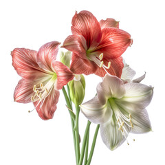 Fototapeta premium Red amaryllis flowers isolate on transparent png. 