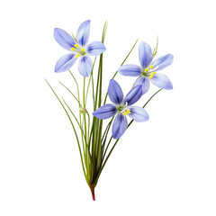 Spring crocus flowers isolate on transparent png.
