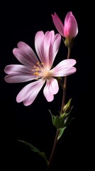 Fototapeta premium pink and white flower