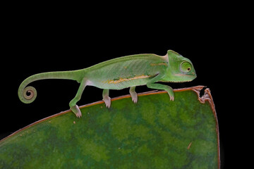 Baby High Pied veiled chameleon 