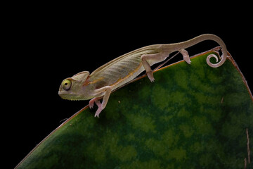 Baby High Pied veiled chameleon 