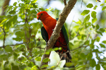 Red lory sitting in a tree